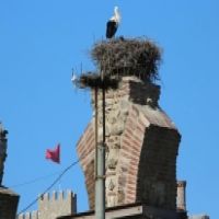 BAHARIN MÜJDECİSİ LEYLEKLER EFES SELÇUK SEMALARINDA