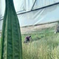 Beypazarılı çiftçi, tarlasında 'tropikal bamya' yetiştirdi