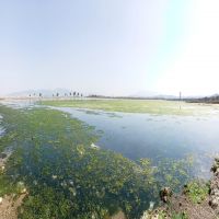 Deniz marulu İzmir'de yeniden görüldü