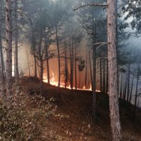 İzmir'de ormanlık alanda korkutan yangın!