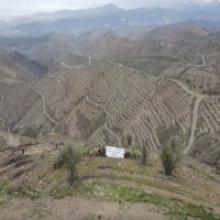 Karabağlar'daki büyük yangında kül olan alan yeşermeye başladı!