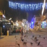 Kısıtlamada mahalle mahalle gezip, sokak hayvanlarını besliyor