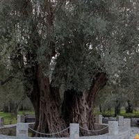 Litresi 100 bin liradan zeytinyağı