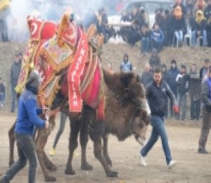 Bergama Deve Güreşi Festivali için geri sayım başladı