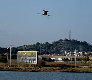 Boynunda ağla uçan flamingo, denizdeki kirliği ortaya serdi