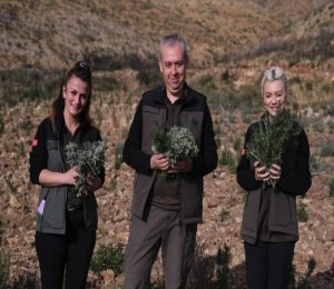 Gerence'den yanık kokusu yerine adaçayı ve kekik kokuları geliyor