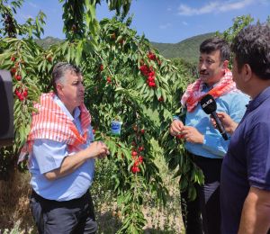 Hamza Dağ, Kınık’ta üreticilerle birlikte kiraz topladı