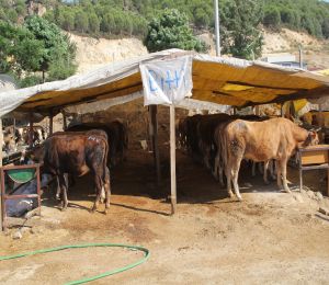 İzmir'deki kurban pazarlarında hayvanların büyük çoğunluğu satıldı