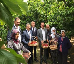 Kemalpaşa’da ilk kiraz hasadı yapıldı