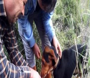 İzmir İtfaiyesi, kuyuda mahsur kalan köpeği kurtardı
