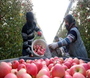 Türkiye'nin elma deposunda son hasat yapıldı