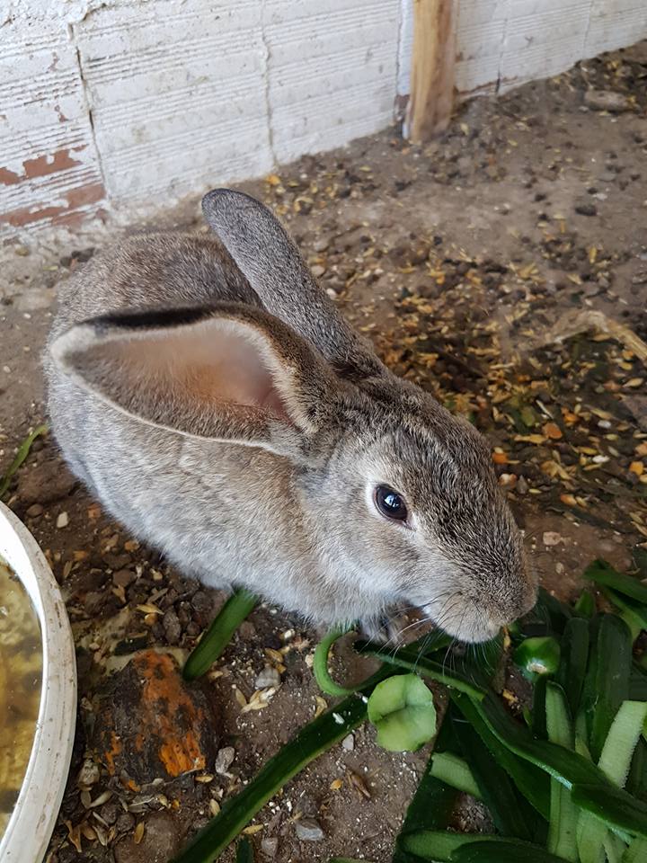 Atlı Vadi Tesisleri Fotoğrafları