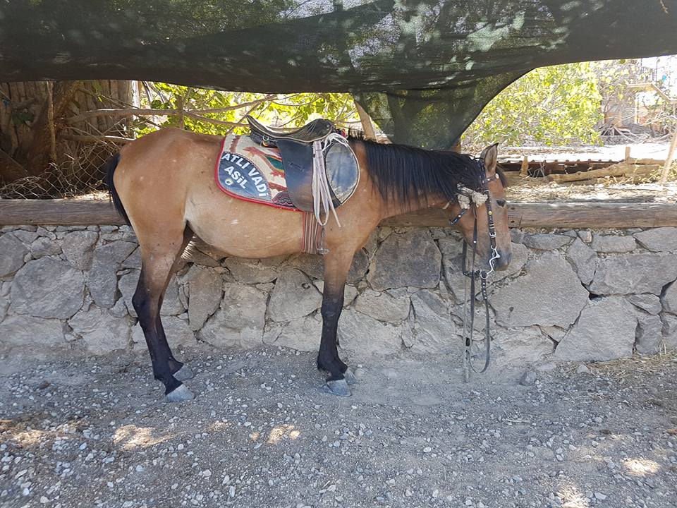 Atlı Vadi Tesisleri Fotoğrafları