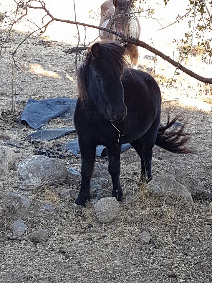 Atlı Vadi Tesisleri Fotoğrafları