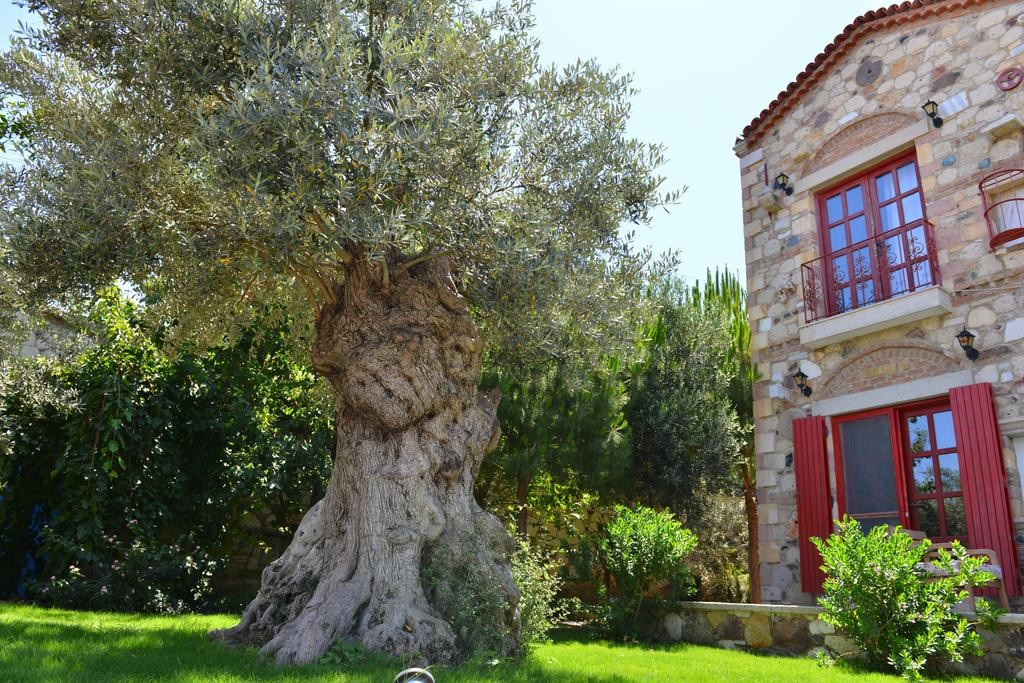 Alaçatı Zeytin Konak Otel Fotoğrafları
