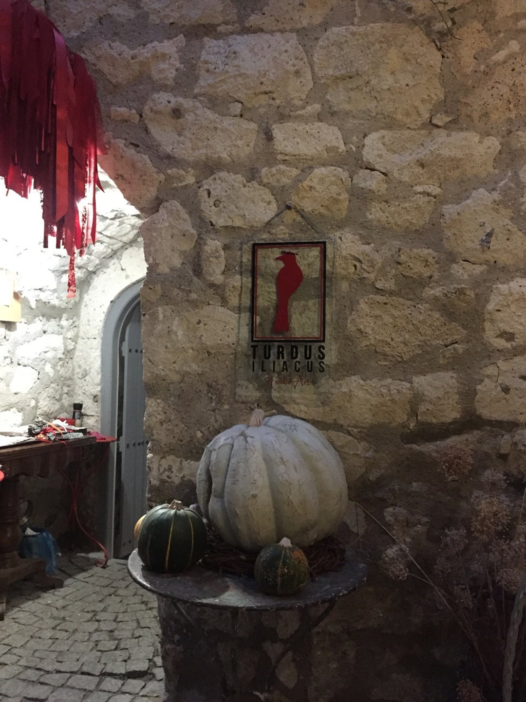 Kırmızı Ardıç Kuşu Fotoğrafları