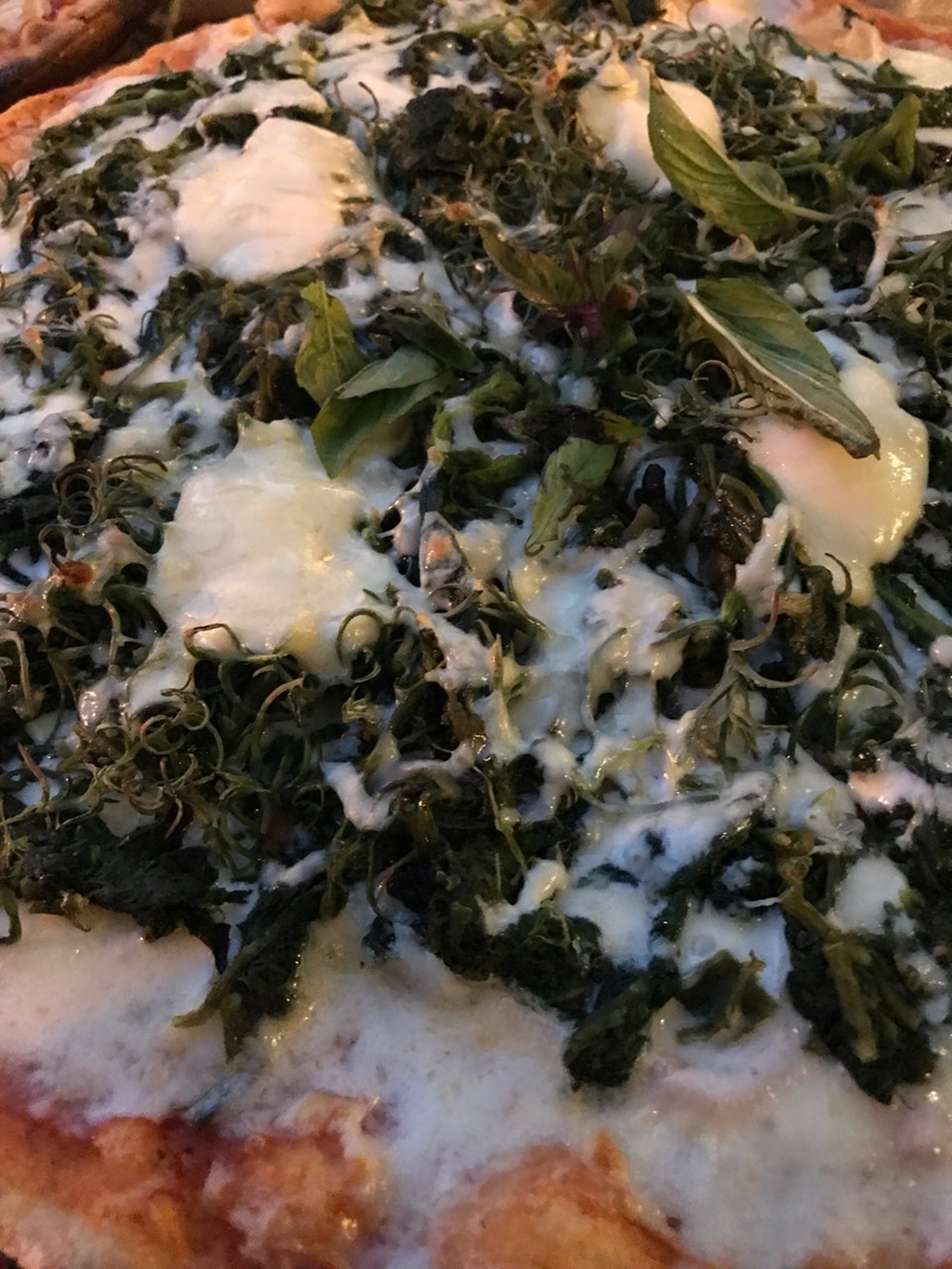 Kırmızı Ardıç Kuşu Fotoğrafları