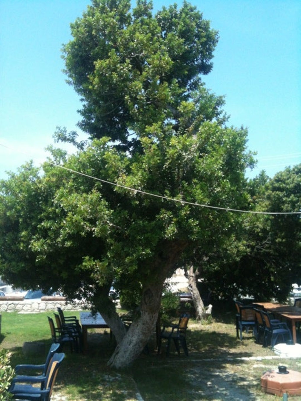 Sakızlar Restaurant Fotoğrafları