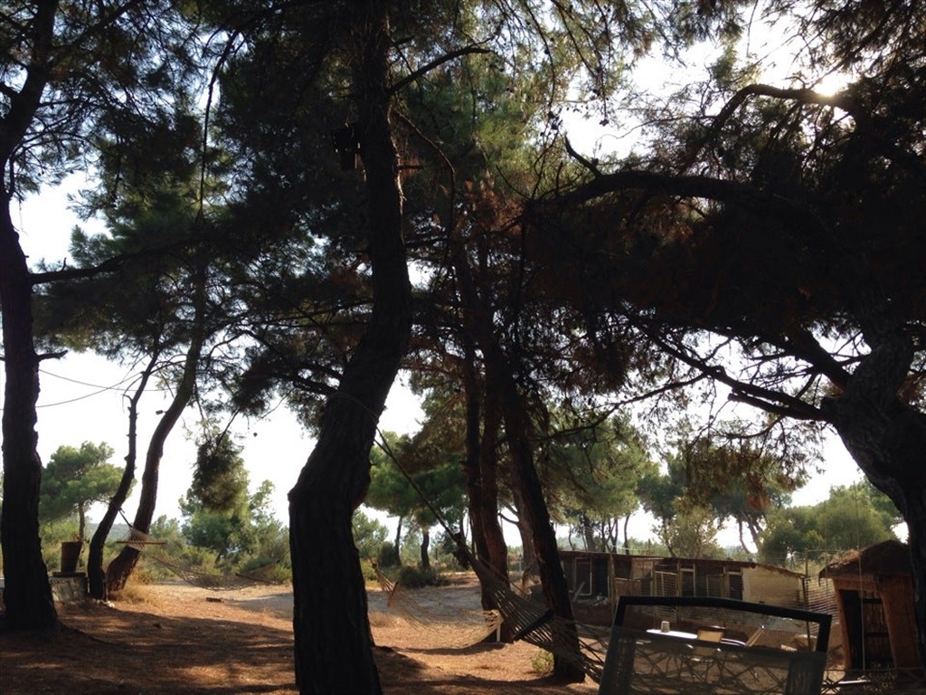 Teos Park Cafe Restaurant Fotoğrafları